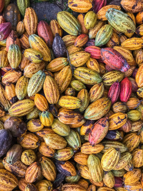 istock Top shot Cacao Colorful fruit pile background 1347337442