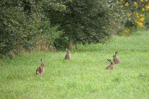 A group a European hares, Lepus europaeus, on a meadow.