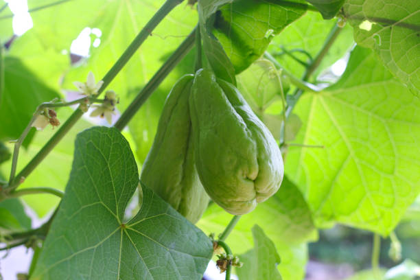 chayote (sechium edule) wiszący na gałęziach drzew jest gotowy do zbioru na polach - sechium edule zdjęcia i obrazy z banku zdjęć