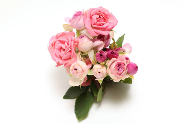 Pictured a bouquet of roses in a white background.