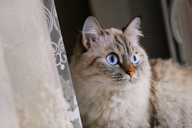 istock Beautiful gray fluffy cat with blue eyes. 1347338526