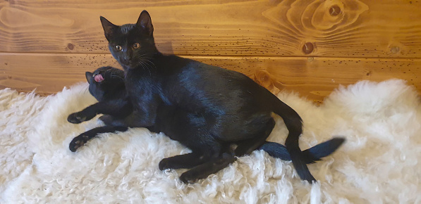 Two black young playful kittens lying on sheepskin against wooden plank.