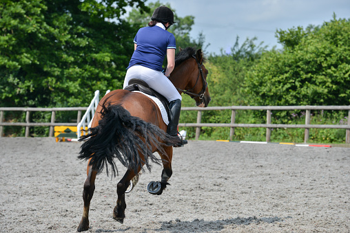 Young woman and her bouncy bay horse competing in event in rural outdoor arena on a summers day. Both are smartly turned out and enjoying the chance to win a competition.