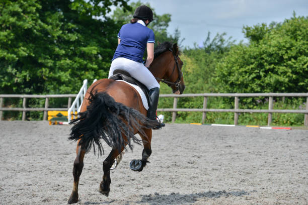Young woman and her bouncy bay horse competing in event in rural outdoor arena on a summers day.Both are smartly turned out and enjoying the chance to win a competition. stock photo