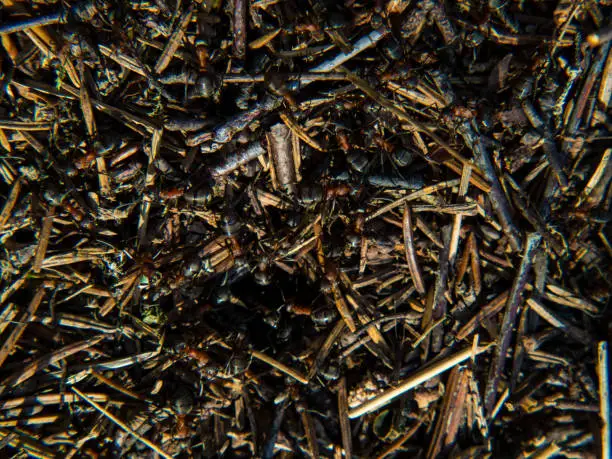 large forest anthill with ants close-up