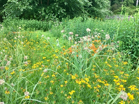 Mixing perennials with wildflowers and weeds creates a blooming beautiful insect friendly wilderness. This garden is almost no labour at all, since weed is very welcome.