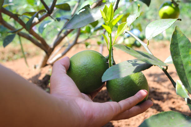 istock Indonesia local California lemon hanging on tree branches is ready to harvest in the fields 1347341333