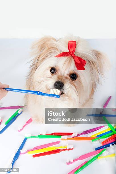 Foto de Cão Escova De Dentes e mais fotos de stock de Acima - Acima, Amizade, Animal