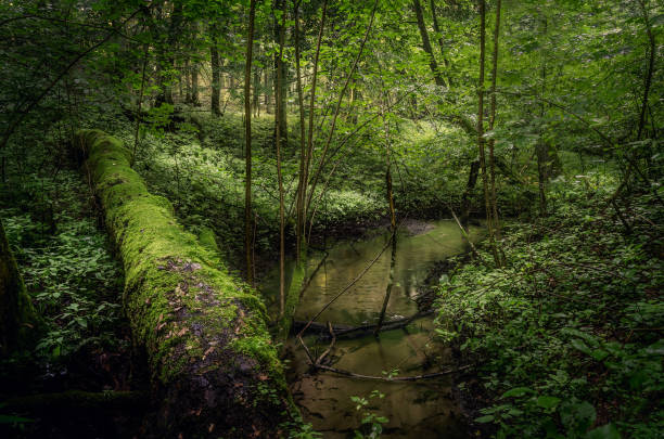 madera de cuento de hadas warmiana - masuren fotografías e imágenes de stock