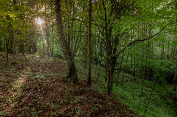 istock Warmian fairytale wood 1347343508
