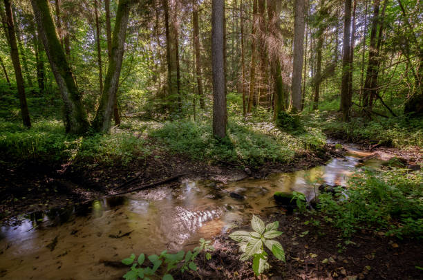 istock Warmian fairytale wood 1347343546