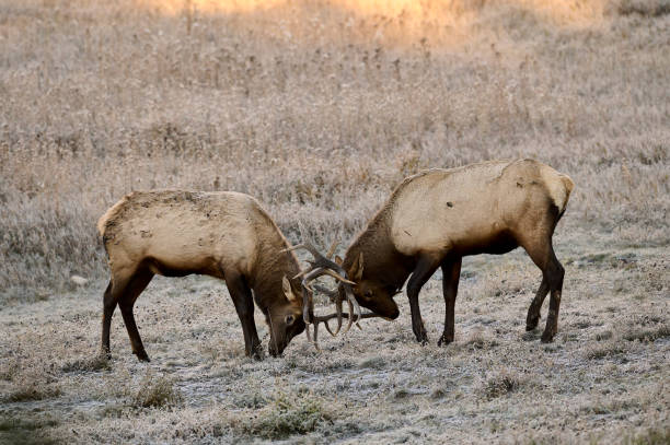 istock Two young Bull Elk (Wapiti), (Cervus canadensis) battling for dominance 1347343572