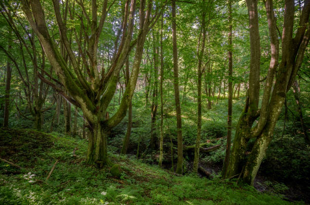 istock Warmian fairytale wood 1347343577