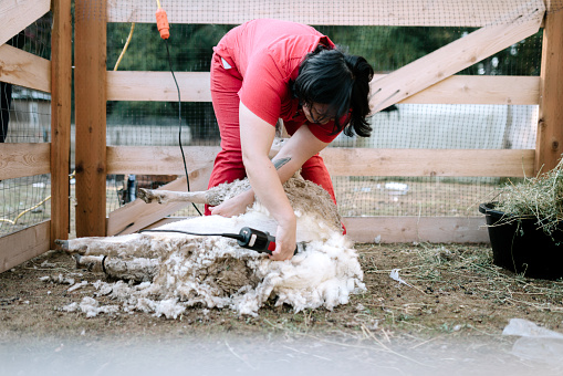 A woman shears her sheep on a rural homestead, working with electric clippers to harvest the wool of the animal.