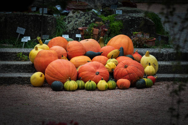 istock Still life of orange pumpkins 1347344115