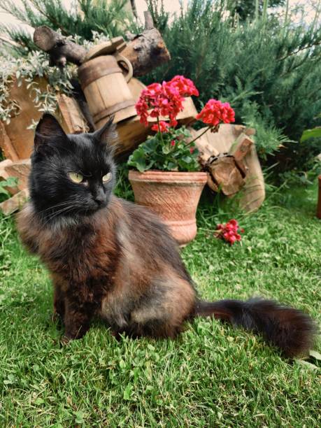 istock Pretty mysterious little black cat 1347348106