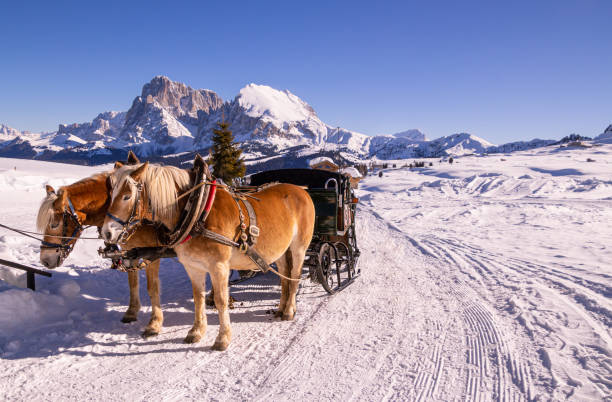 Horses  standing in the snow taking a break after pulling a carriage; in background mountain range of Langkofel Plattkofel at Alpe di siusi  Seiser Alm, South Tyrol  Italy
