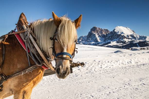 istock Horse  standing in the snow taking a break after pulling a carriage; in background mountain range of Langkofel Plattkofel at Alpe di siusi  Seiser Alm, South Tyrol  Italy) on cold winter day 1347350408