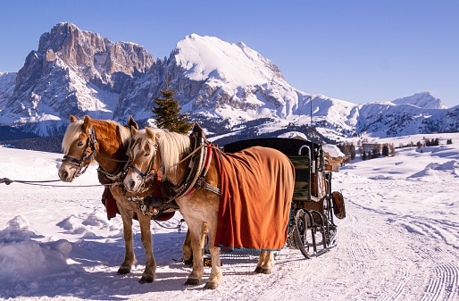 Horses  standing in the snow taking a break after pulling a carriage; in background mountain range of Langkofel Plattkofel at Alpe di siusi  Seiser Alm, South Tyrol  Italy on cold winter day