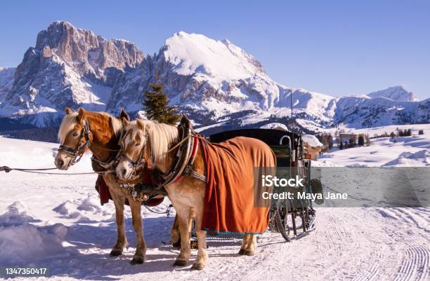 Horses Standing In The Snow Taking A Break After Pulling A Carriage In Background Mountain Range Of Langkofel Plattkofel At Alpe Di Siusi Seiser Alm South Tyrol Italy Stock Photo - Download Image Now