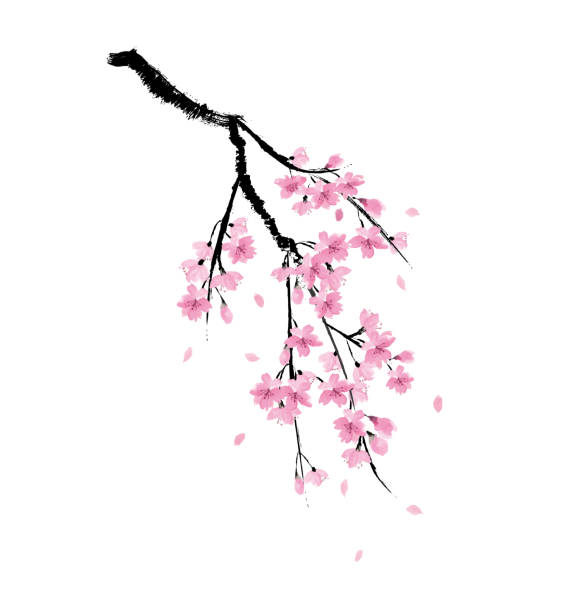 illustrazioni stock, clip art, cartoni animati e icone di tendenza di illustrazione vettoriale di pittura a inchiostro di ciliegio piangente - oriental cherry tree