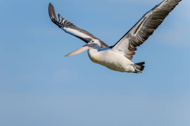 istock Pelican flying in the late afternoon blue sky 1347352699