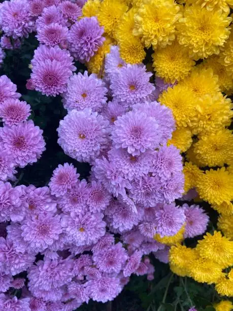 Photo of Purple and yellow chrysanthemum flowers.