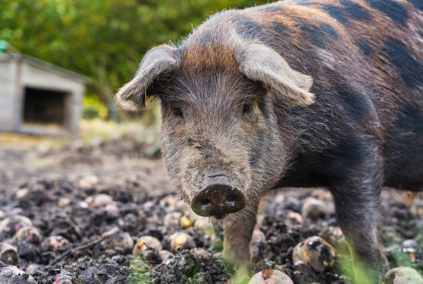 istock Portrait of a pig looking at camera. Blurred background. 1347354817