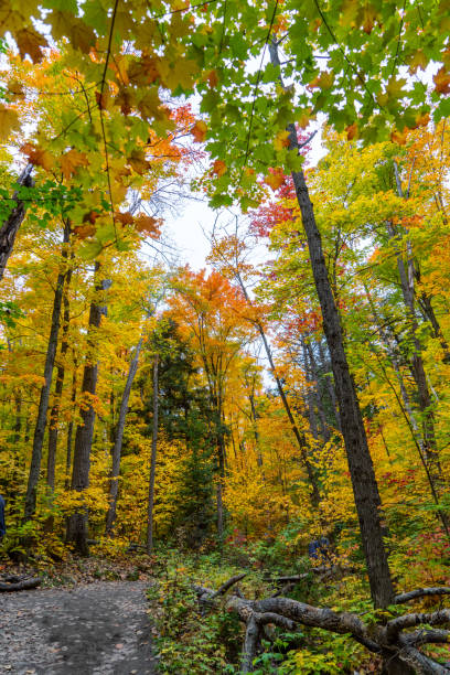 istock Fall colors at Lookout Trail, Algonquin Provincial Park, Ontario, Canada 1347354893