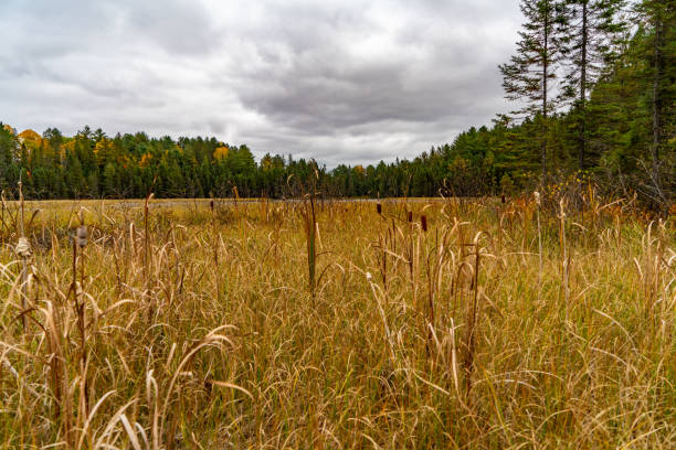 istock Fall colors at Beaver Pond Trail, Algonquin Provincial Park, Ontario, Canada 1347355024