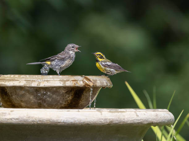 istock Townsend's Warbler Adult With Begging Fledgling 1347356979