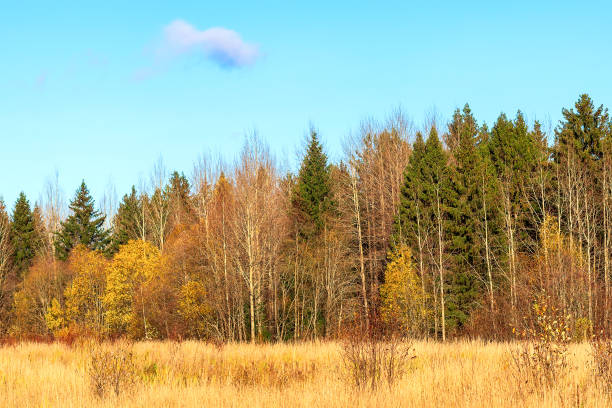 istock Mixed autumn forest with tall old trees and young birches in the background. 1347363829