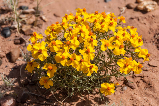 Yellow Blooming axillary indeterminate umbel inflorescences of Deerbroom, Acmispon Glaber, Fabaceae, native perennial monoclinous deciduous subshrub in Red Rock Canyon MRCA Park, Santa Monica Mountains, Transverse Ranges, Springtime.
