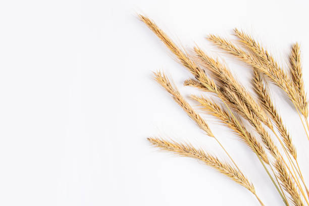 istock Ripe wheat ears on a white background. Autumn harvest concept. 1347363921