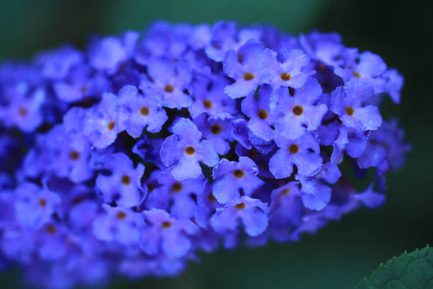 Close up of small blue flowers. Buddleja Davidii. macro purple flowers. Buddleia flower. Close up view of Buddleia or Buddleja bloom. Flowering Purple Bush. Buddleja davidii nanho blue Close up of small blue flowers. Buddleja Davidii. macro purple flowers. Buddleia flower. Close up view of Buddleia or Buddleja bloom. Flowering Purple Bush. Buddleja davidii nanho blue buddleia blue stock pictures, royalty-free photos & images