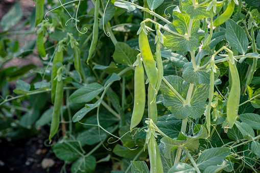 Fresh and ripe snow peas in the lush garden