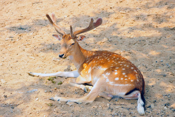 istock The deer in the park 1347369783