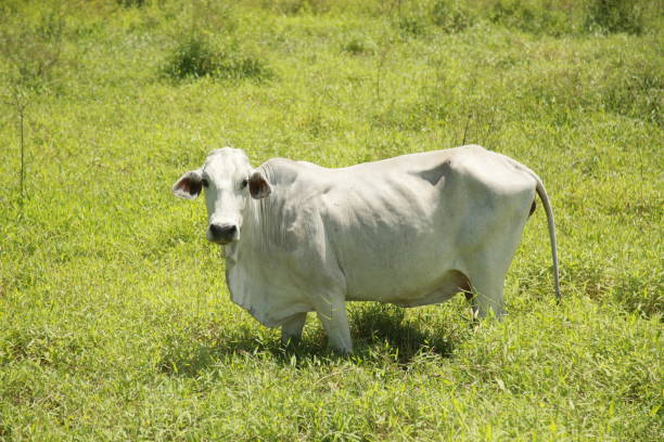 istock cow in pasture area in bahia 1347374703