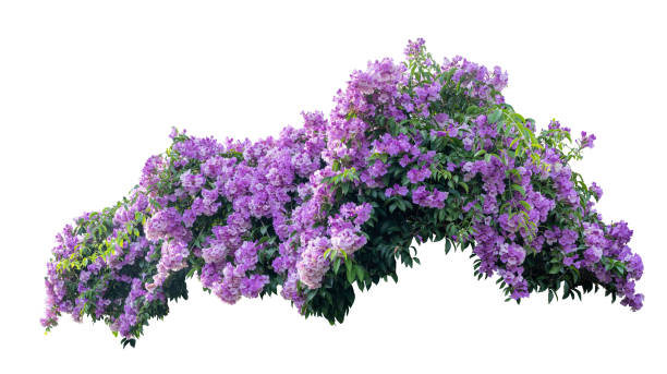 紫の花の大きなブッシュ開花は、白い背景とクリッピングパスに隔離さ�れた植物を風景植物が含まれています。 - flower spring white blue ストックフォトと画像