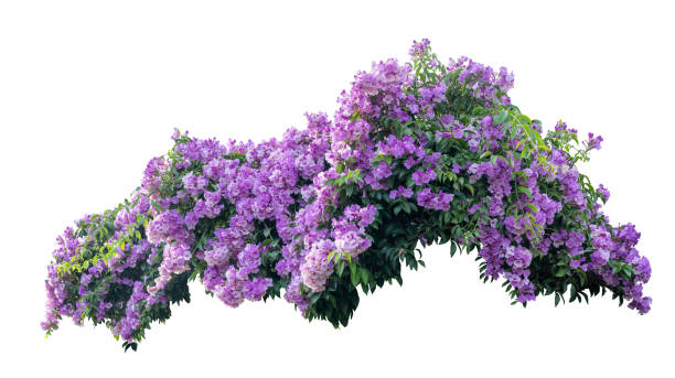 Large bush flowering of purple flowers landscape plant isolated on white background and clipping path included. Large bush flowering of purple flowers landscape plant isolated on white background and clipping path included. bougainvillea stock pictures, royalty-free photos & images