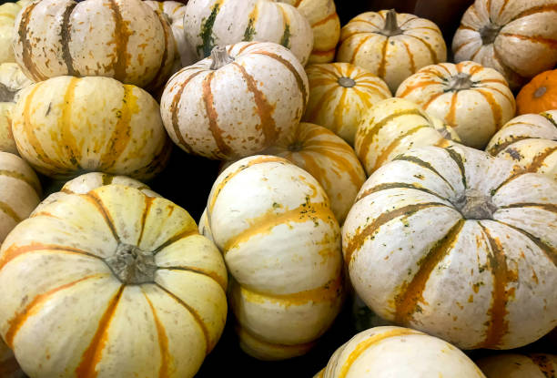 istock The Farmer put the Mini pumkins together 1347382003