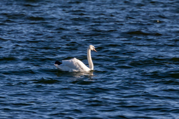 istock Migrating  Mute swans (Cygnus olor)  on the lake Michigan 1347384559