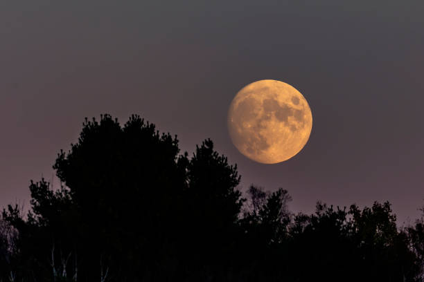 istock Moonrise behind the forest. The moon entering the full moon. 1347385569