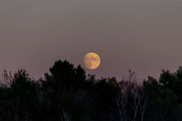 istock Moonrise behind the forest. The moon entering the full moon. 1347385588