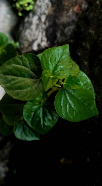 istock wild plants plants growing near the wall 1347386214