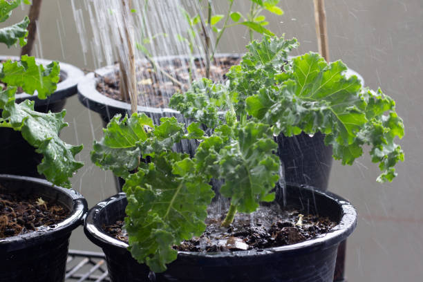 istock Water the kale in a pot 1347387558