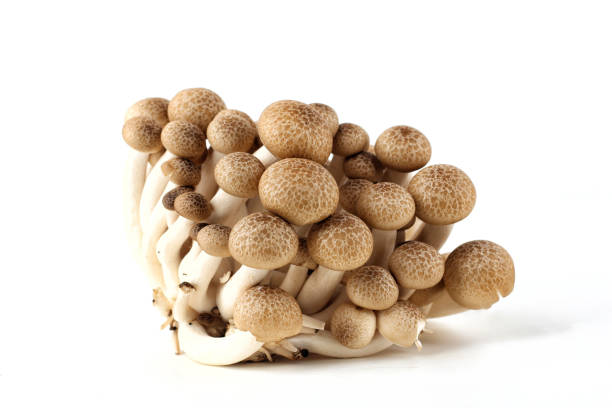 shimeji mushrooms on a white background. A group of shimeji mushrooms on a white background. buna shimeji stock pictures, royalty-free photos & images