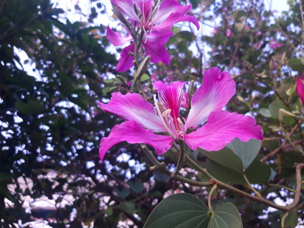 istock Bauhinia purpurea or Butterfly Tree Pink flower. 1347389212