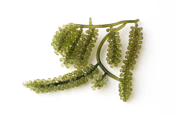 Photo of sea grapes or green caviar