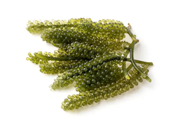 Photo of sea grapes or green caviar